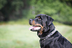 Rottweiler Portrait