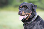 Rottweiler Portrait