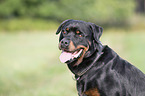 Rottweiler Portrait