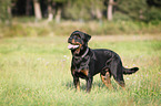 standing Rottweiler