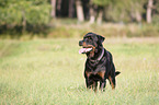 standing Rottweiler