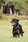 standing Rottweiler