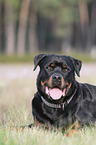 lying Rottweiler