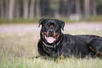 lying Rottweiler