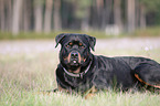 lying Rottweiler