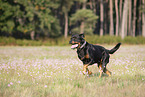 running Rottweiler