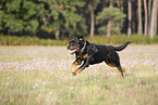 running Rottweiler