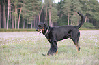 2 dogs