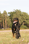 2 dogs