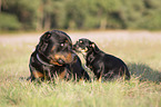 2 dogs