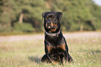 sitting Rottweiler