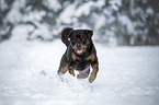 running Rottweiler