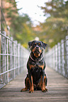 sitting Rottweiler