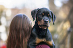 woman with Rottweiler Puppy