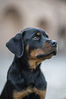 Rottweiler Puppy portrait