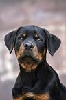Rottweiler Puppy portrait
