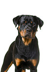 Rottweiler in front of white background