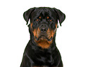 Rottweiler in front of white background