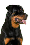 Rottweiler in front of white background