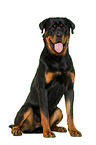 Rottweiler in front of white background