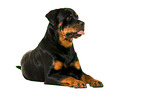 Rottweiler in front of white background