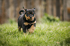running Rottweiler Puppy