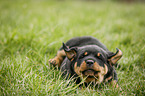 lying Rottweiler Puppy