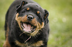 playing Rottweiler Puppy