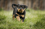 running Rottweiler Puppy