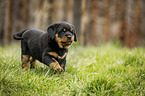 walking Rottweiler Puppy