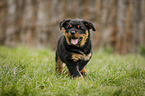running Rottweiler Puppy