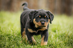 walking Rottweiler Puppy