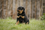 sitting Rottweiler Puppy