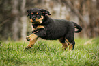 running Rottweiler Puppy