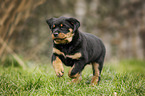 running Rottweiler Puppy