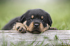 Rottweiler Puppy