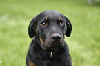 Rottweiler Puppy