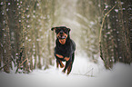 running Rottweiler