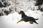 running Rottweiler