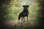 Rottweiler in the nature