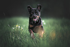 Rottweiler on meadow