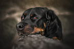 Rottweiler in the nature