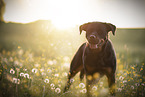 Rottweiler between flowers