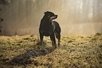 Rottweiler on meadow