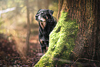 Rottweiler in the nature