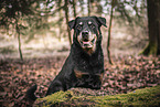 Rottweiler in the nature