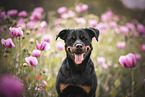 Rottweiler in poppy field