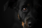 Rottweiler face