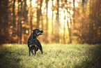 Rottweiler on meadow