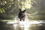 running Rottweiler